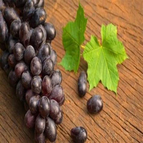 Black Grapes (Hybrid) - Fruit Plants & Tree | Best Price in 2024 at ...