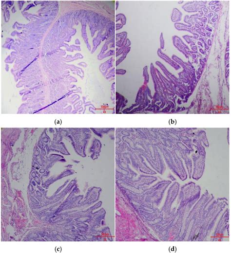 Effect of Bacillus Probiotics on Growth Performance, Diarrhea Incidence ...