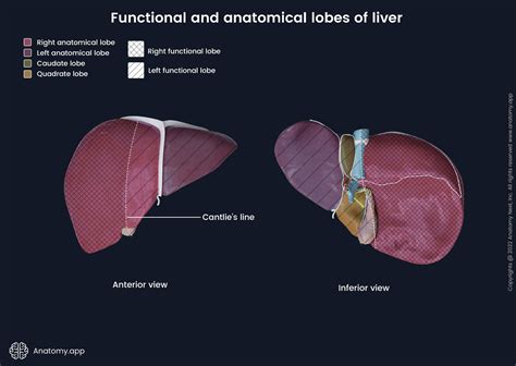 Liver | Anatomy.app