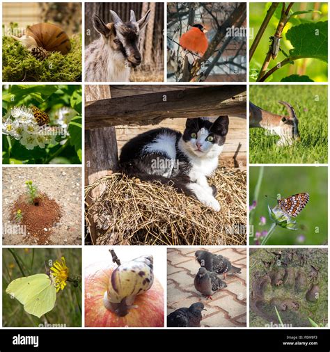 Animals collage hi-res stock photography and images - Alamy