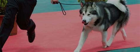 The 10 best animal parties in Bhagat Singh Market, New Delhi - Last ...