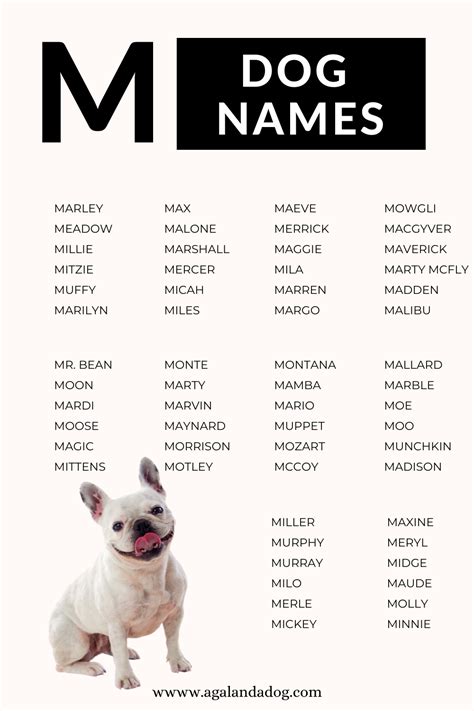 M dog names guaranteed to make you marvel - Artofit