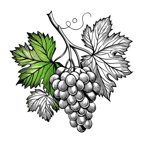 Premium Vector | Bunch of Hand drawn grape vine drawing illustration ...