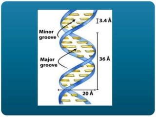 Image result for What Is DNA Polymorphism
