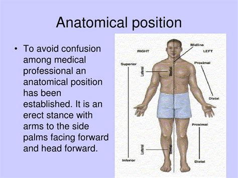 Image result for Anatomical Position Explained