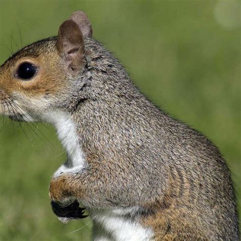 Do Squirrels Carry Any Diseases at Loretta Cyr blog