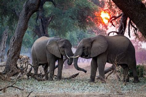 WILDERNESS CHIKWENYA (Mana Pools National Park) - Lodge Reviews ...