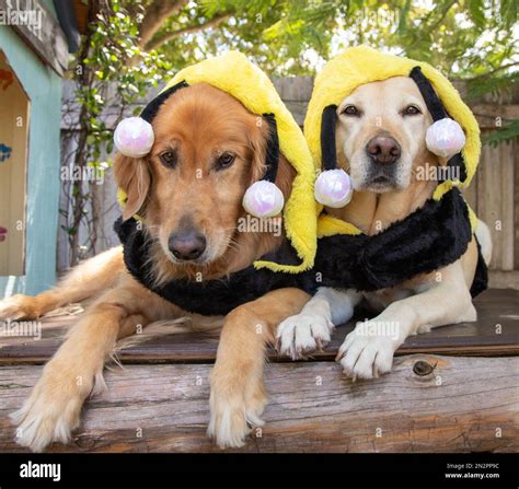 Labrador Retriever Costumes at Charles Bolden blog
