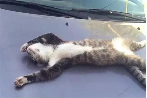 一只猫在车上睡死了，车主碰它小手示意它起来，猫咪的反应搞笑了