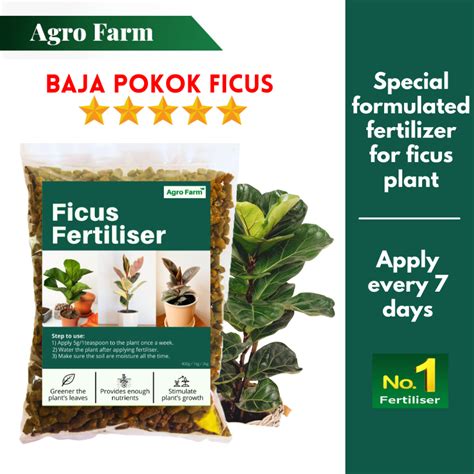 Agro Farm Ficus Fertilizer / Fiddle-Leaf Fig Fertilizer / 琴叶榕 肥料 / Baja ...