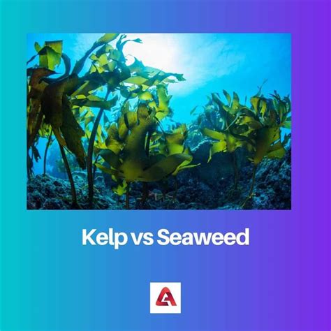 Kelp vs Seaweed: Difference and Comparison