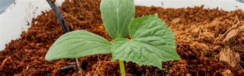 Coco Peat – Welcome to Hortiflora Peat