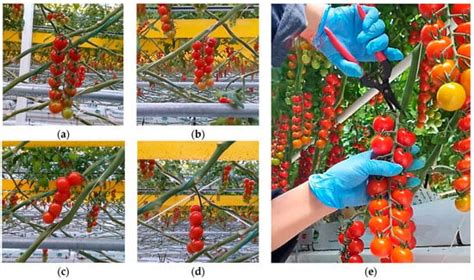 Structural Parameter Optimization of a Tomato Robotic Harvesting Arm ...