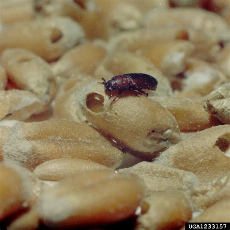 Flour Beetles Disease at Eleanor Wilkerson blog