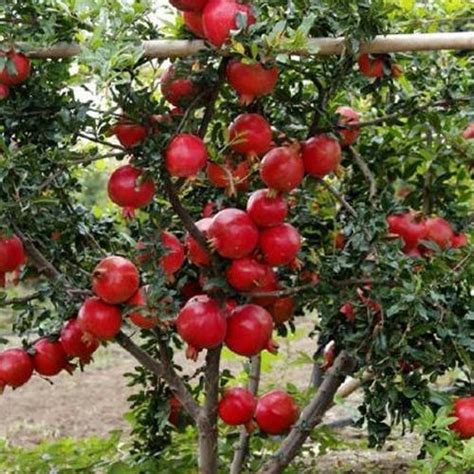 Mahogany Plant | Tissue Culture Sangwan Plantation | Tissue Culture Plant