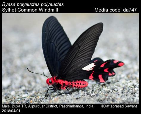 Byasa polyeuctes | Butterfly