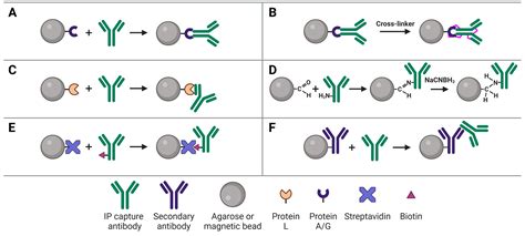Chromatin-immunoprecipitation (ChIP): The Complete Guide