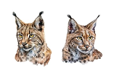 Bobcat Clipart