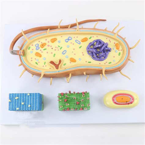 Buy HYLH Educational Model Scientific Biological Anatomy - Bacterial ...