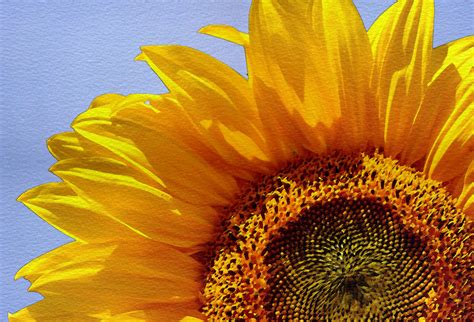 Sunflower Watercolor Painting Free Stock Photo - Public Domain Pictures