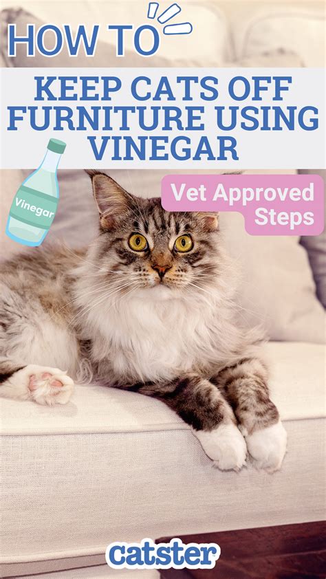 How to Keep Cats Off Furniture Using Vinegar - 4 Vet Approved Steps ...