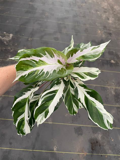 Calathea Stella 4” Pot (ALL PLANTS Require You to Purchase 2 Plants!) - Etsy