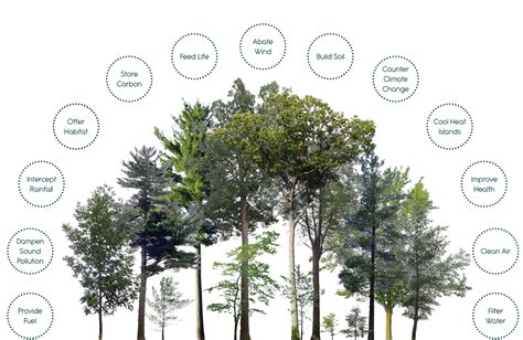 Mini forests - Pleasant Valley Wetland Heritage Park