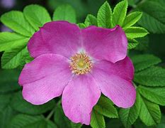 Image result for Amazing Pink Flowers