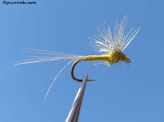Image result for PMD Fly Pattern