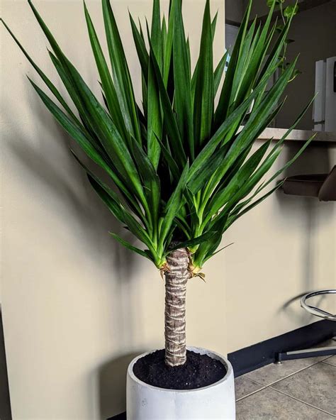 Yucca Cane: Plant Care & Propagation | Plantcarefully