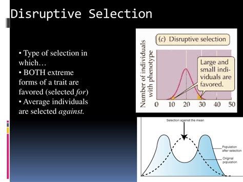 PPT - Topic 5: Evolution PowerPoint Presentation, free download - ID:594864