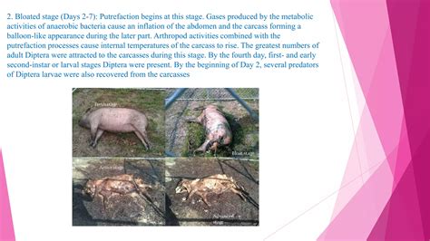 Image result for Forensic Science Insect