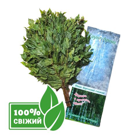 Березовый свежий замороженный веник для бани сауны Украина. Магазин ...