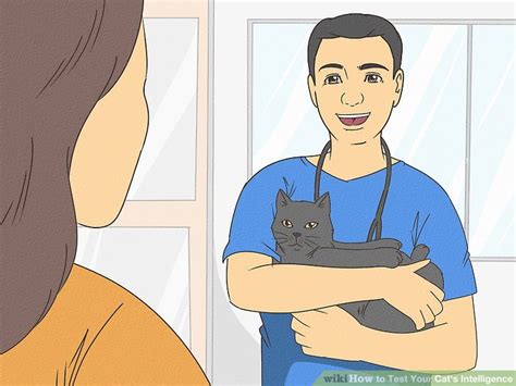 Image result for Cat Intelligence Test