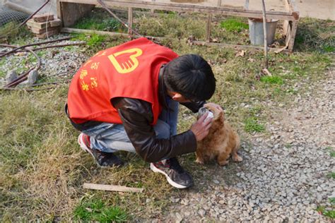 滁州学院青年志愿者在行动——记流浪狗之家之行