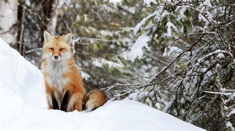Wildlife In Winter