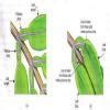 what is mean by pulvini - Brainly.in