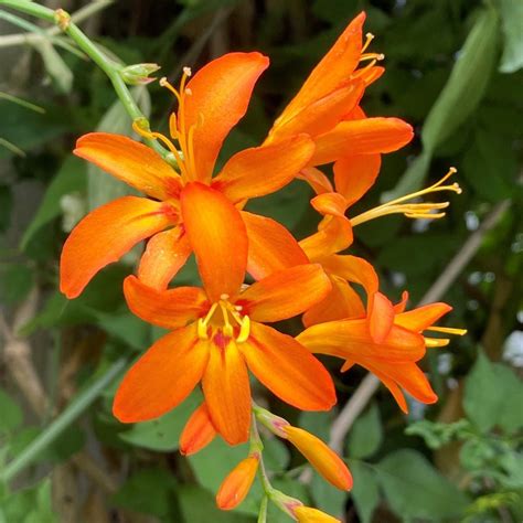 Orange Crocosmia flower seeds for planting - Heirloom and Non-GMO ...