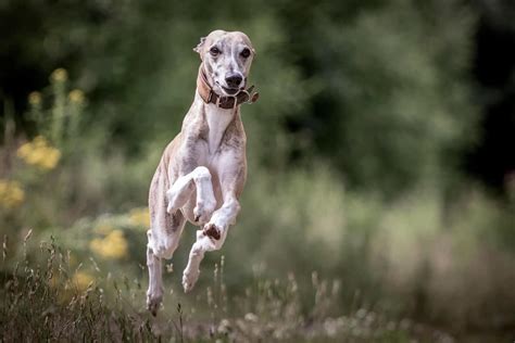 What Is A Whippet Dog? - A Breed Breakdown - WhippetCentral