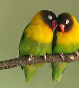 Image result for Animal Love Wallpaper