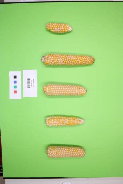 Maize Cobs - Dataset Ninja