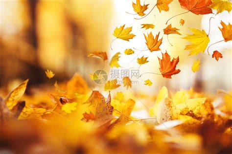 秋天的落叶图片素材-正版创意图片400489381-摄图网