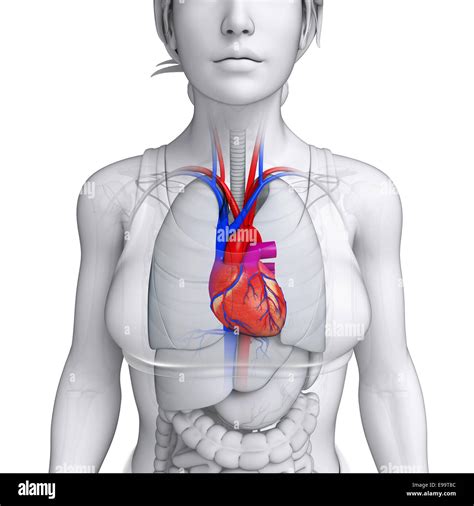 Illustration de l'anatomie cardiaque femelle Photo Stock - Alamy