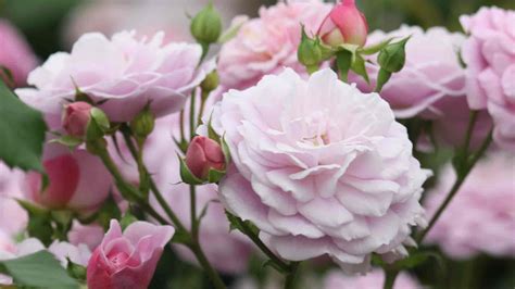 Roses - Shrub Roses, Floribundas, Hybrid Teas