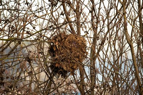 7 Surprising Things Found In North Carolina Trees That Aren’t Nests