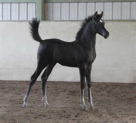 Black Arabian Horses For Sale at Kristie Rhodes blog
