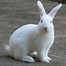 Image result for Bunny Rabbit Art Drawings