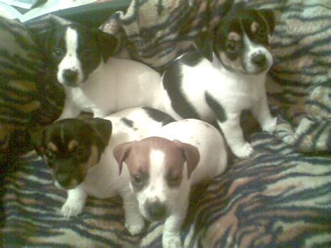 jack russell welpen in Diepholz | Tiere | Kleinanzeigen