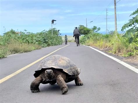 UNIQUELY GALAPAGOS (2026) All You Need to Know BEFORE Going (with Photos)