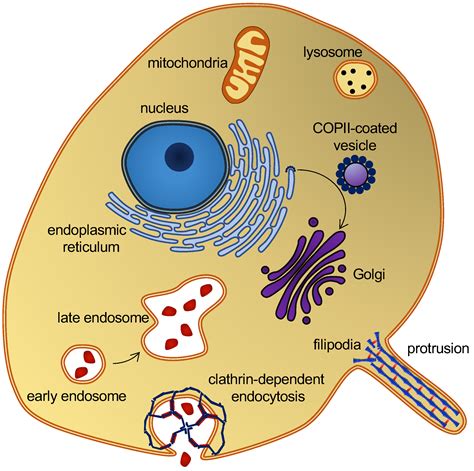 Curved Lipid Membranes | Encyclopedia MDPI